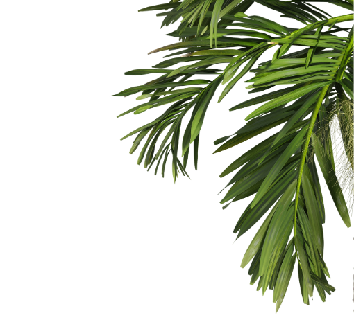 Palm leaf